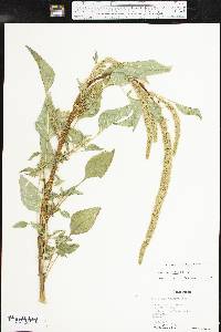 Amaranthus palmeri image