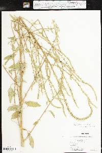 Amaranthus arenicola image