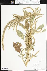 Amaranthus palmeri image