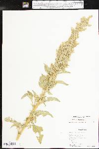 Amaranthus retroflexus image