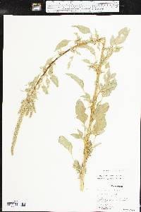 Amaranthus palmeri image