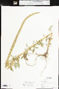 Amaranthus palmeri image