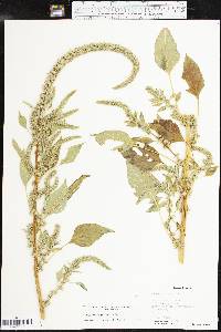 Amaranthus palmeri image