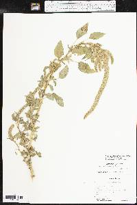 Amaranthus tuberculatus image