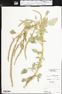 Amaranthus tuberculatus image