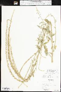 Amaranthus tuberculatus image