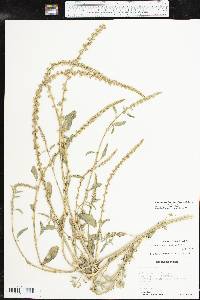 Amaranthus tuberculatus image