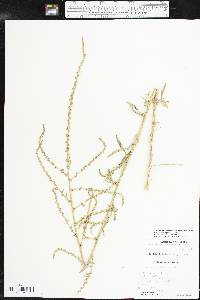 Amaranthus tuberculatus image