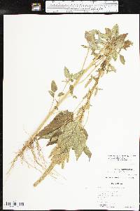 Amaranthus tuberculatus image