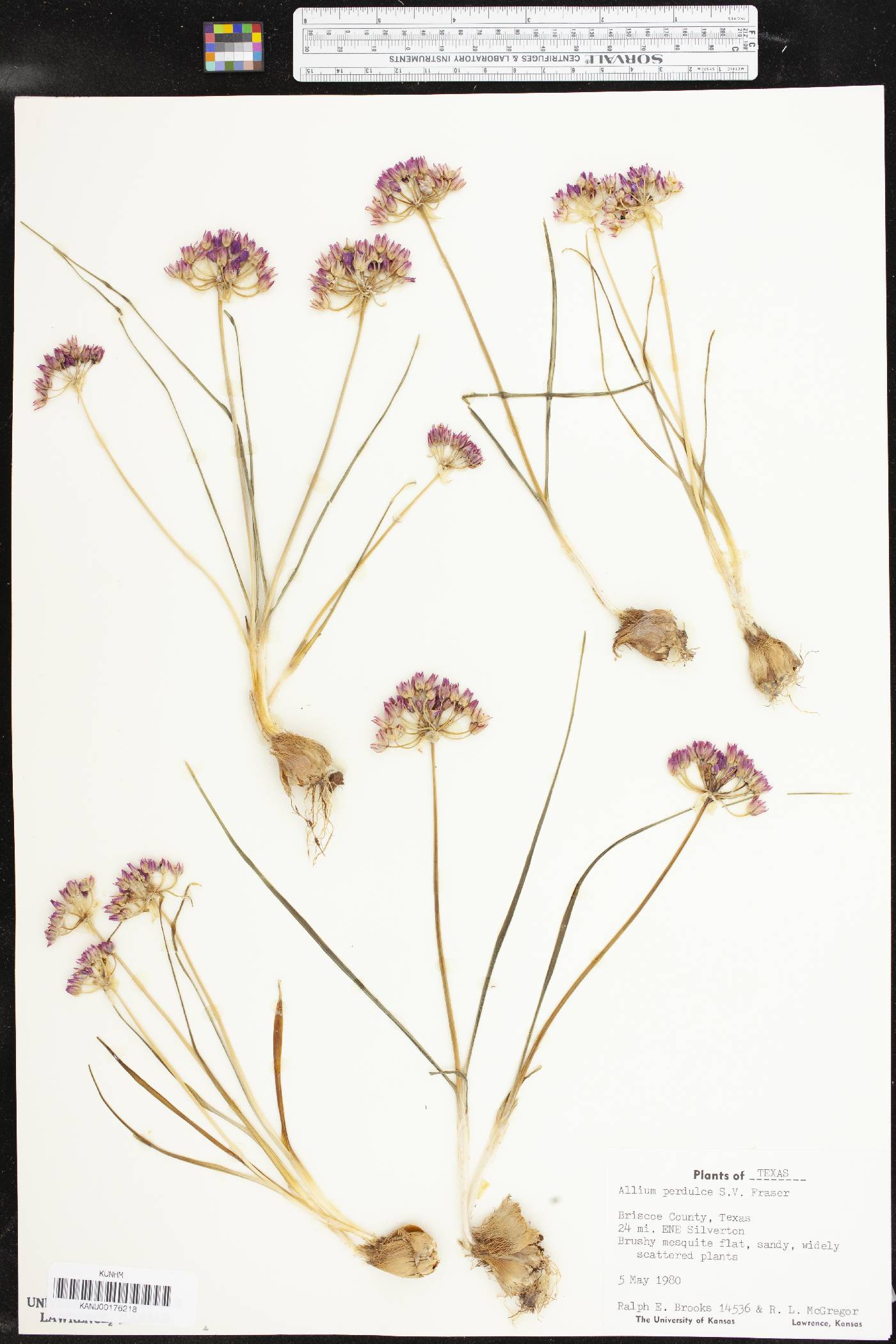 Allium perdulce image