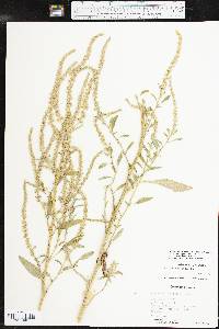 Amaranthus tuberculatus image