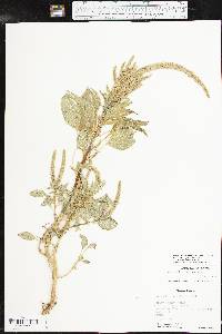 Amaranthus tuberculatus image