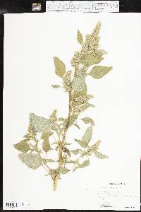 Amaranthus retroflexus image