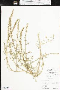 Amaranthus tuberculatus image