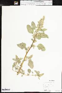 Amaranthus retroflexus image