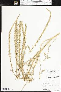 Amaranthus tuberculatus image