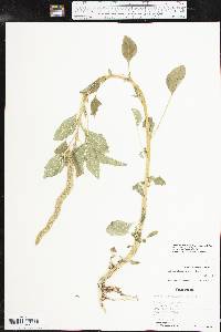 Amaranthus tuberculatus image