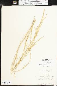 Amaranthus tuberculatus image