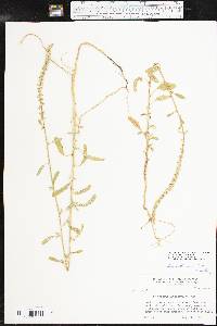 Amaranthus tuberculatus image