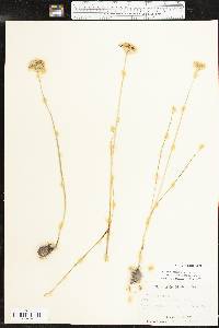 Allium canadense var. mobilense image