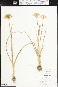 Allium canadense var. fraseri image