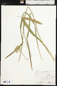 Amianthium muscitoxicum image