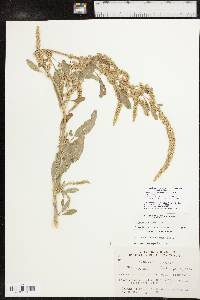 Amaranthus tuberculatus image