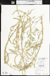 Amaranthus tuberculatus image