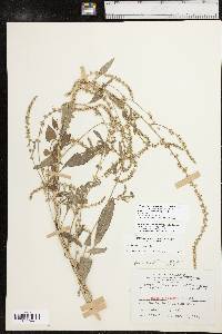 Amaranthus tuberculatus image