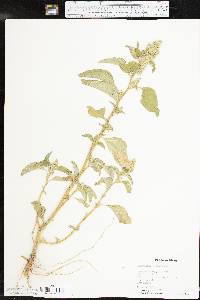 Amaranthus retroflexus image