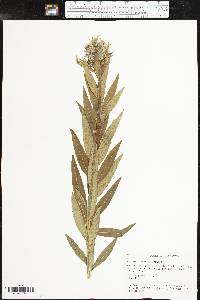 Amsonia illustris image