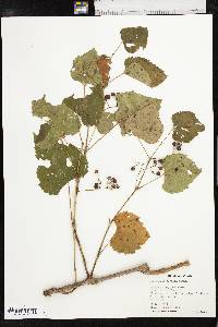 Ampelopsis cordata image