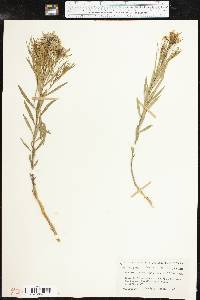 Amsonia ciliata image