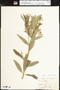 Amsonia illustris image