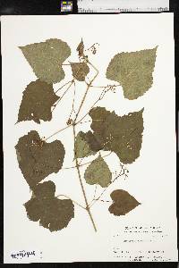 Ampelopsis cordata image