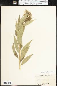 Amsonia illustris image