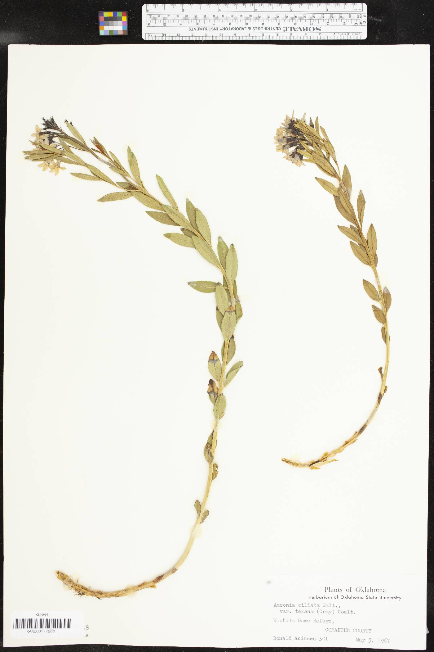 Amsonia ciliata image