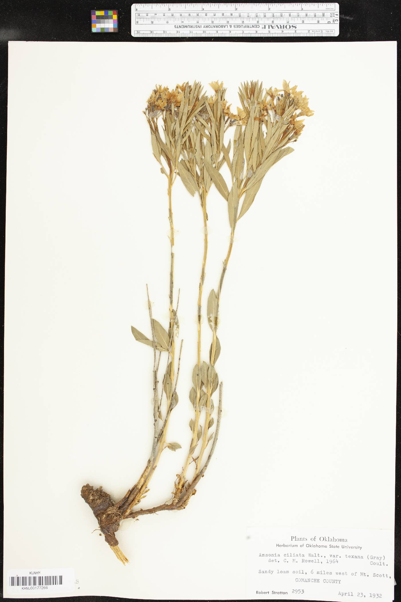 Amsonia ciliata var. texana image