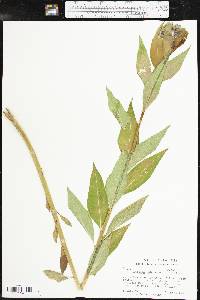 Amsonia tabernaemontana image