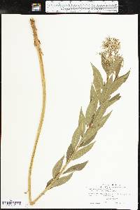 Amsonia illustris image