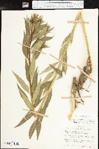 Amsonia illustris image