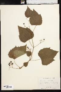 Ampelopsis cordata image