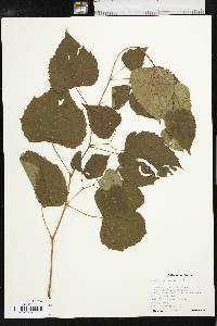 Ampelopsis cordata image