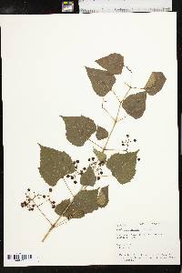 Ampelopsis cordata image