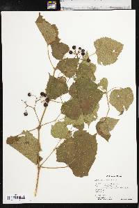 Ampelopsis cordata image