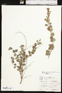 Phyllanthopsis phyllanthoides image