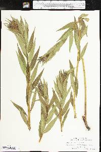 Amsonia illustris image