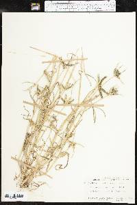 Dactyloctenium aegyptium image