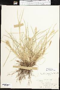 Cenchrus spinifex image