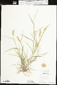 Cenchrus spinifex image